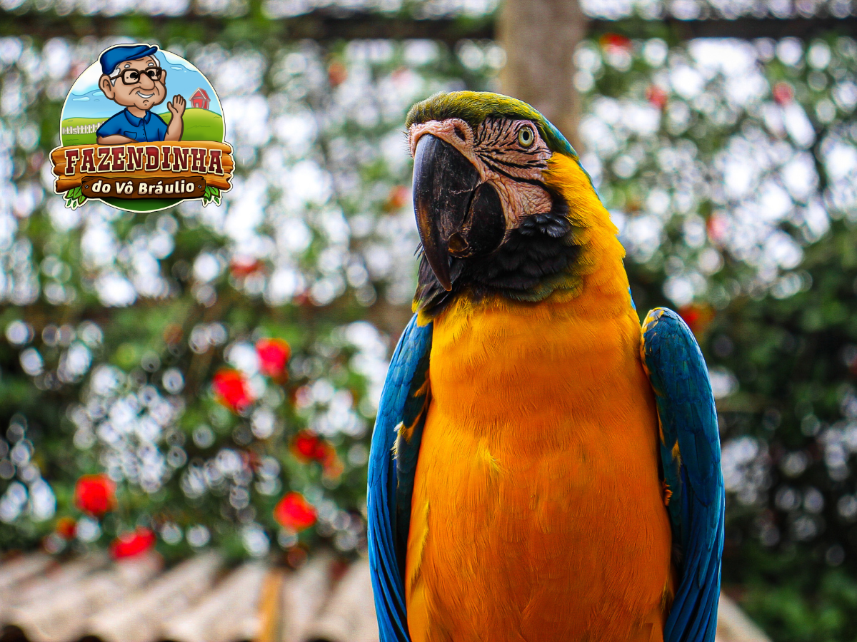 Descubra a encantadora Fazendinha Vô Bráulio no Thermas Water Park